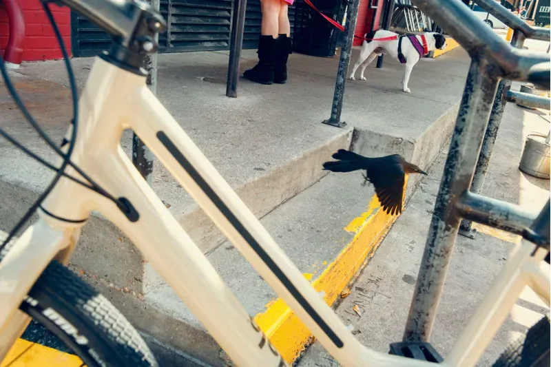 Cannondale Treadwell 3 Remixte in Iridescent-6